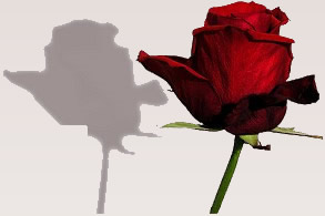 Die roten Rosen gehören zum Valentinstag wie das Salz in der Suppe und das Herz in der Brust